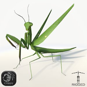 3d realistic mantis rig animation model