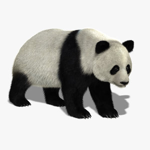 giant panda bear fur obj