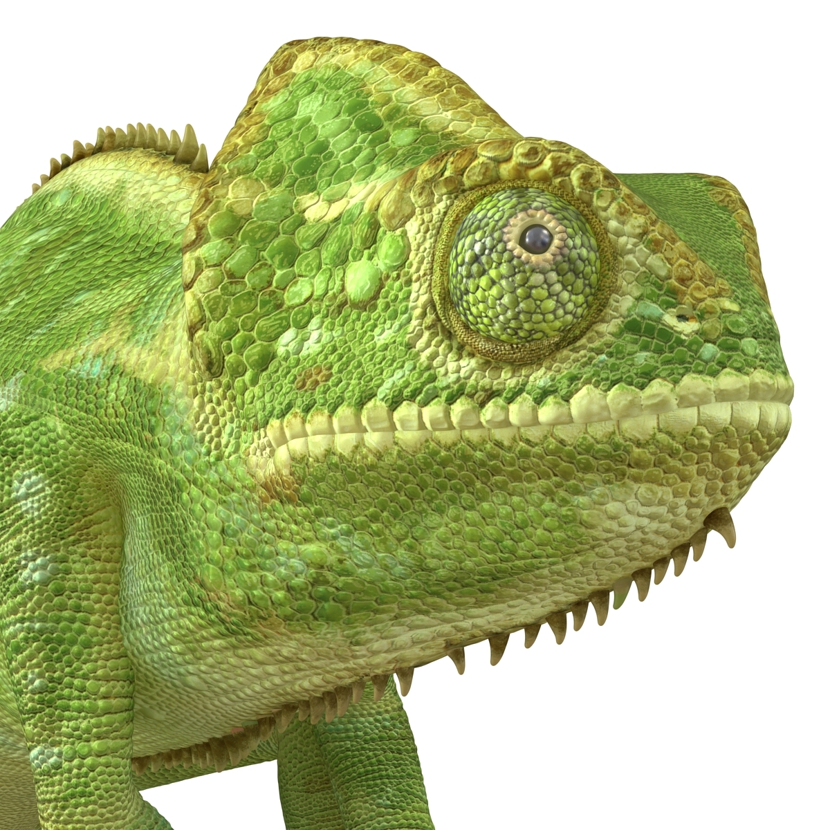 chameleon rigged 3d model