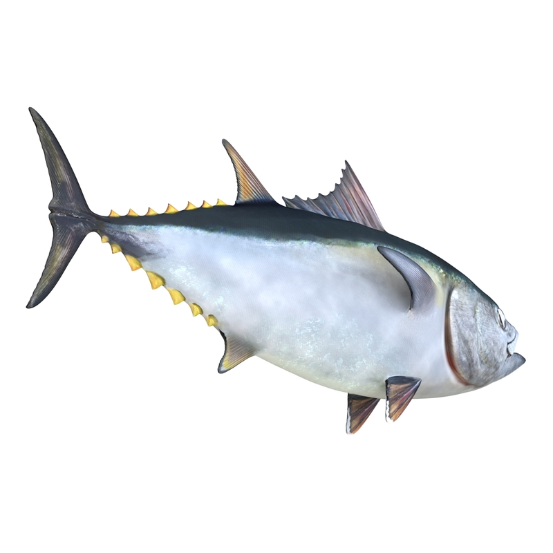 tuna fish rigged 3d model