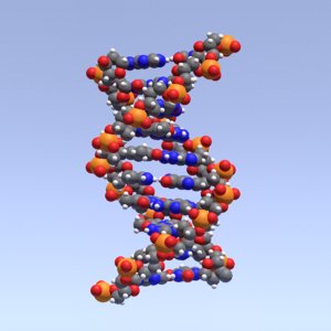 accurate space-filling dna helix 3d model