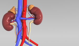 human kidney max