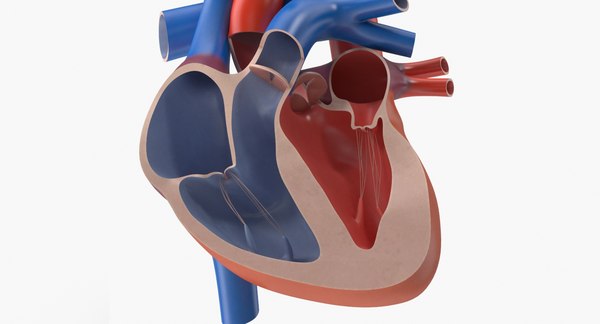 3d model human heart cutaway