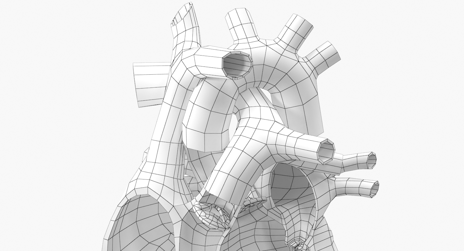 3d model human heart cutaway