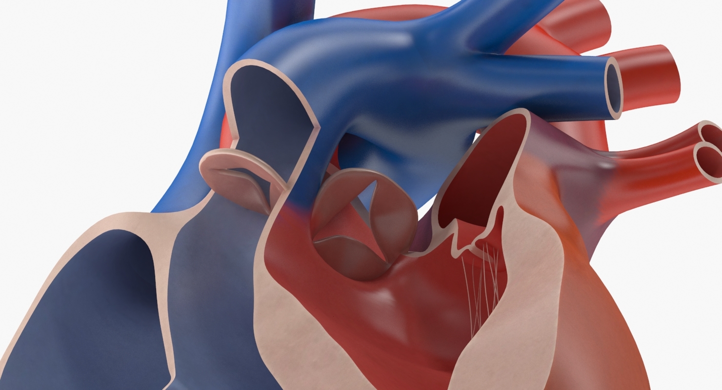 3d model human heart cutaway