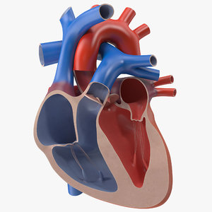 3d model human heart cutaway