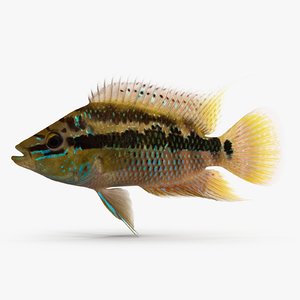 trichromis salvini 3ds