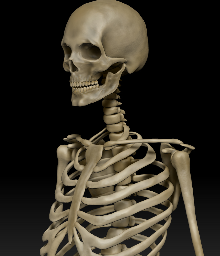 obj anatomically human skeleton