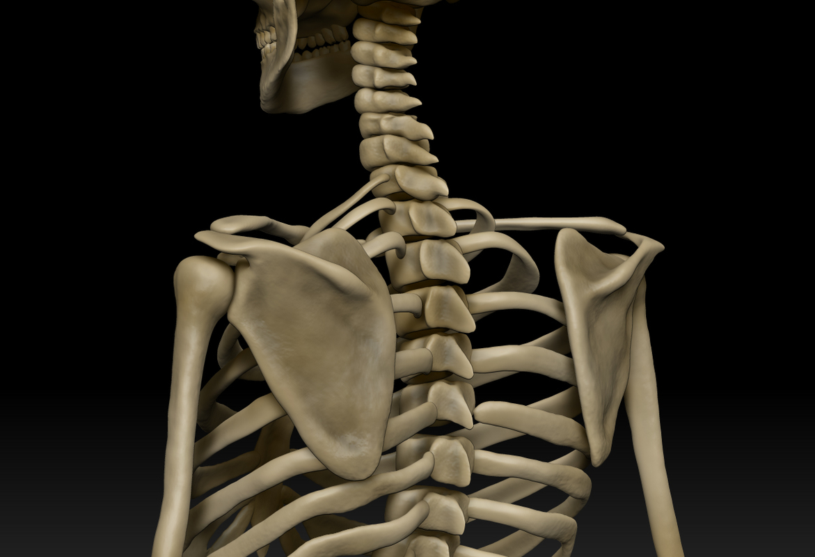 obj anatomically human skeleton