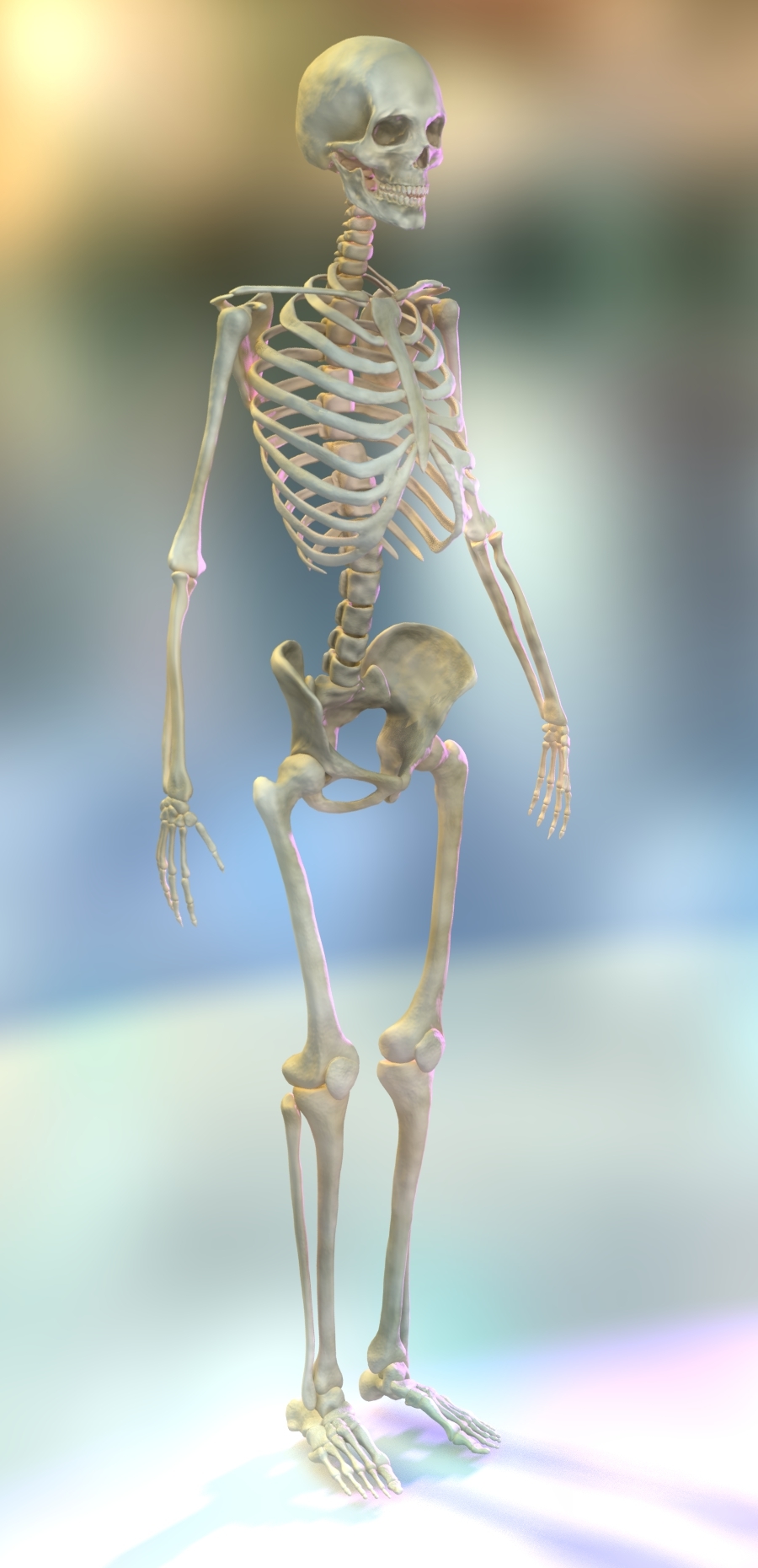 obj anatomically human skeleton