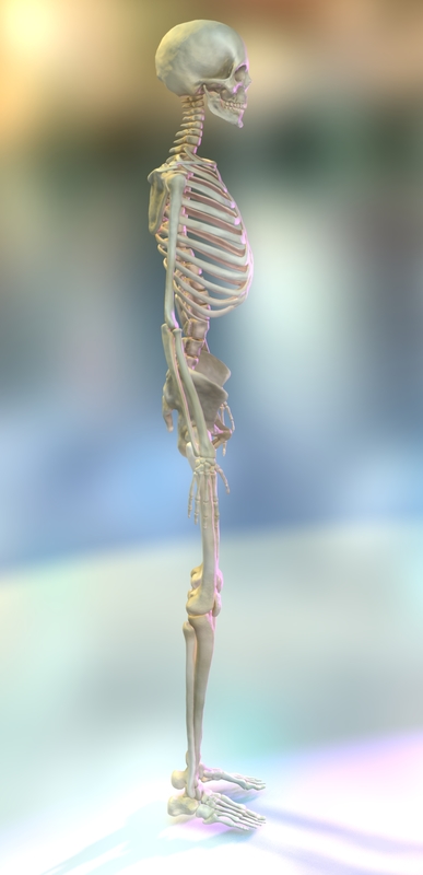 Obj Anatomically Human Skeleton