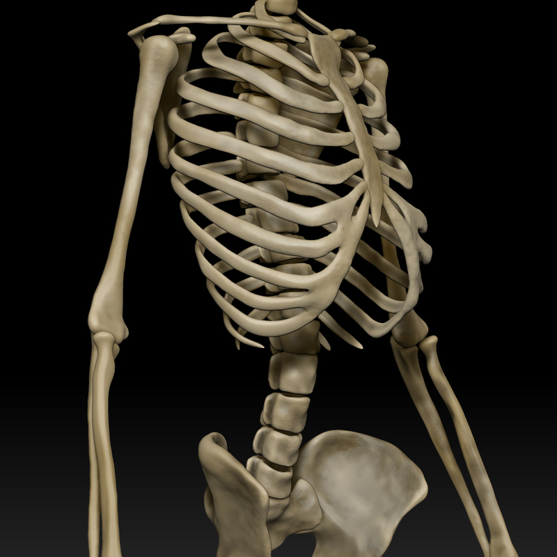 Obj Anatomically Human Skeleton