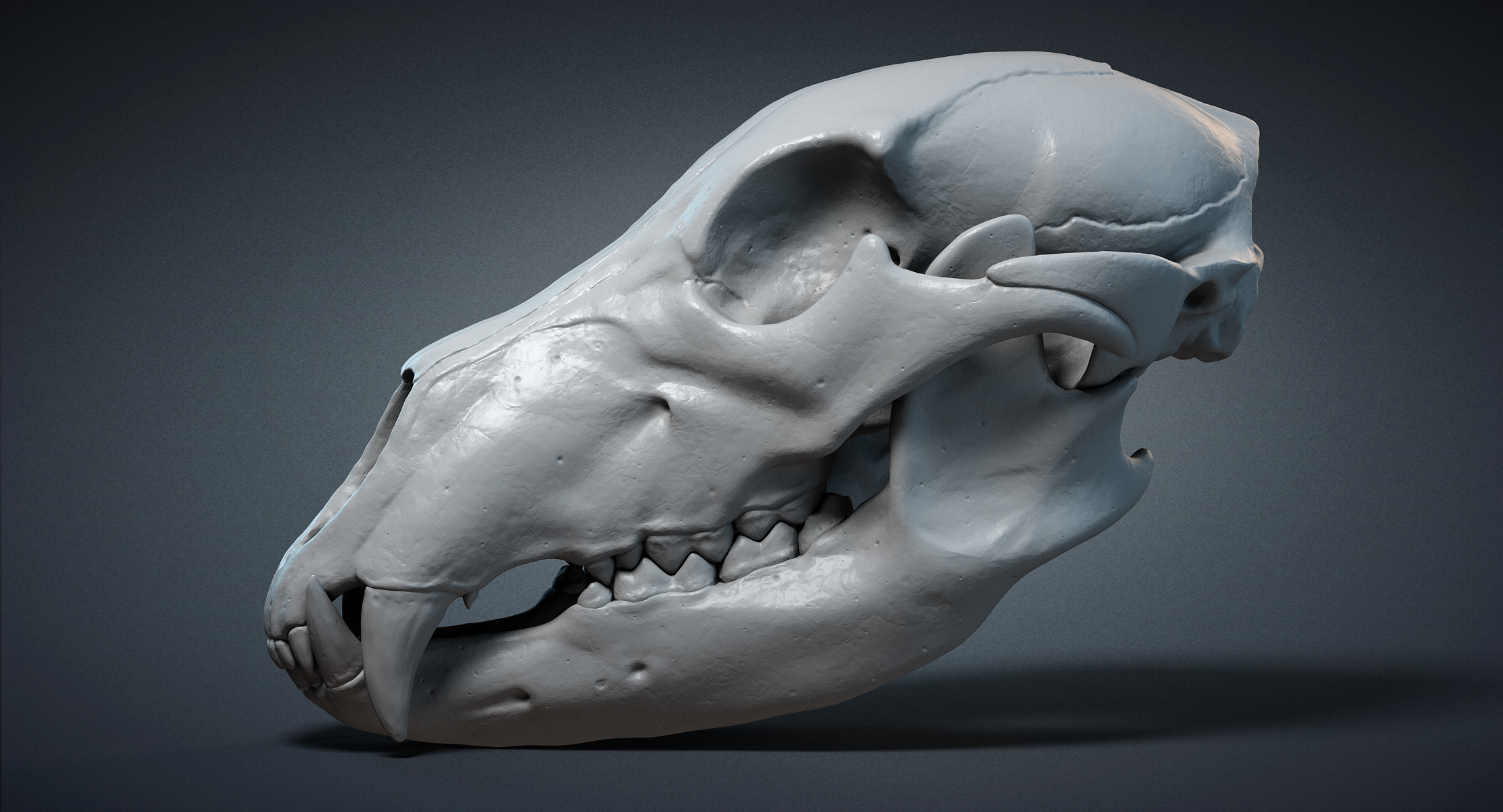 max realistic bear skull resolutions