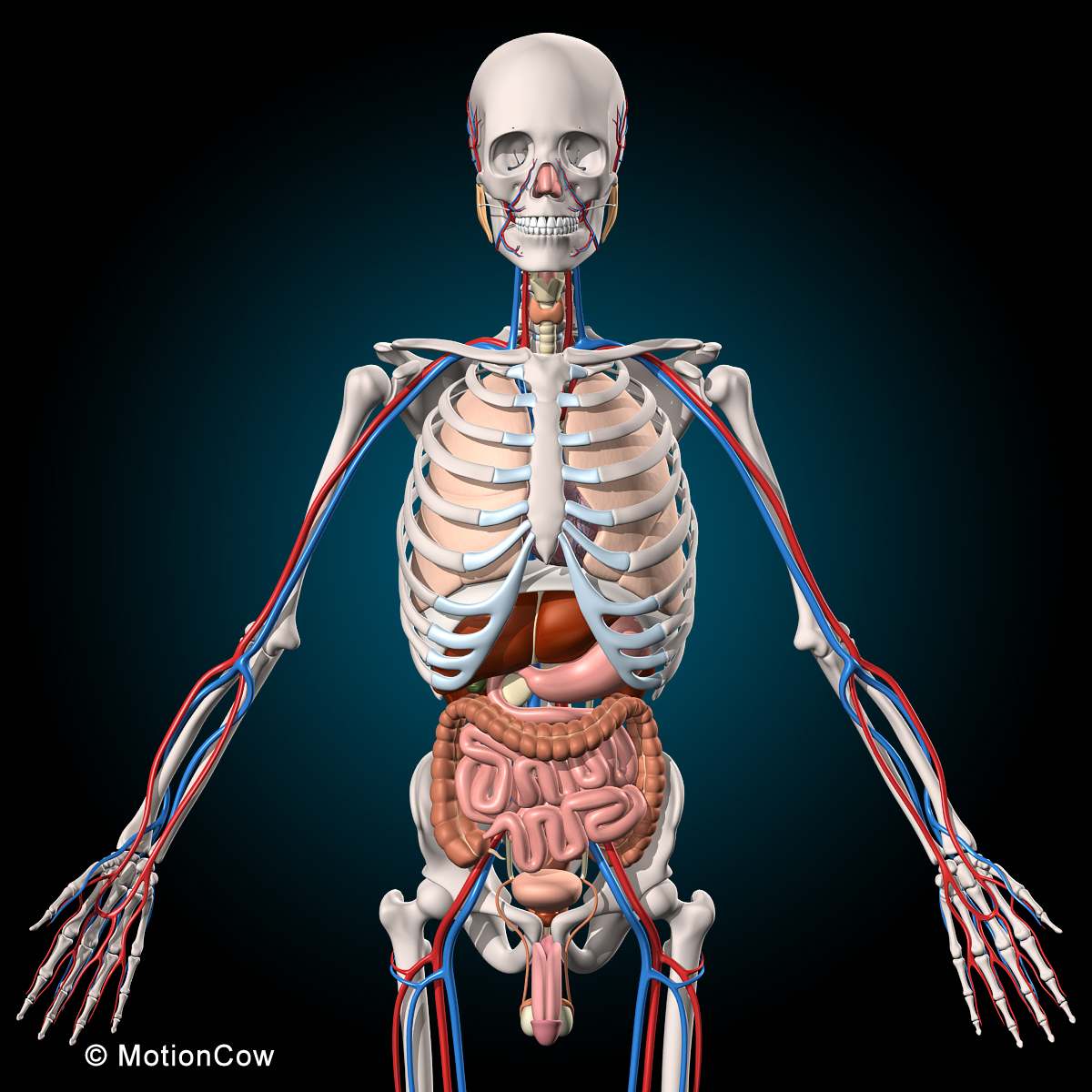 human anatomy rigged 3d model