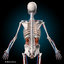 3d human anatomy ultimate