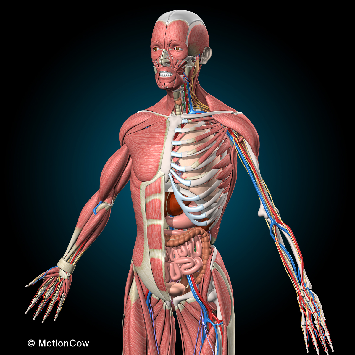 终极人体解剖学3d模型