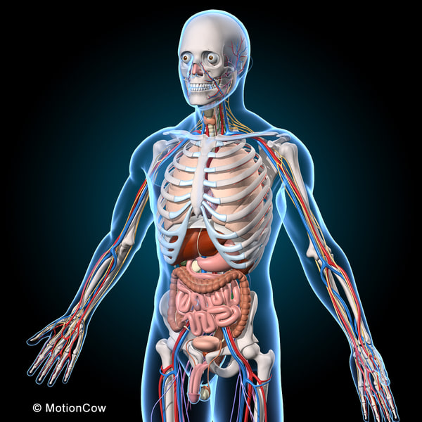 3d human anatomy ultimate