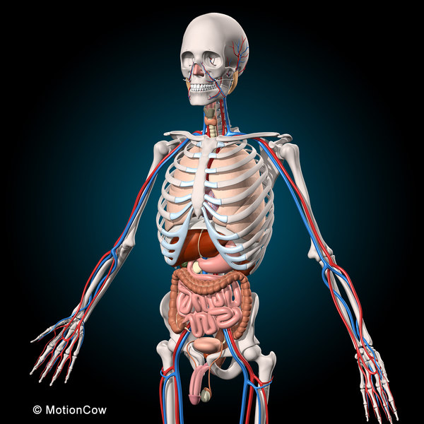 human anatomy rigged 3d model