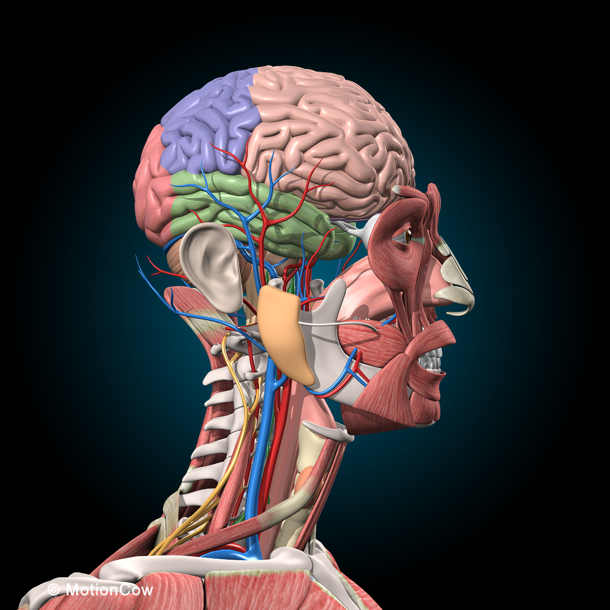 终极人体解剖学3d模型