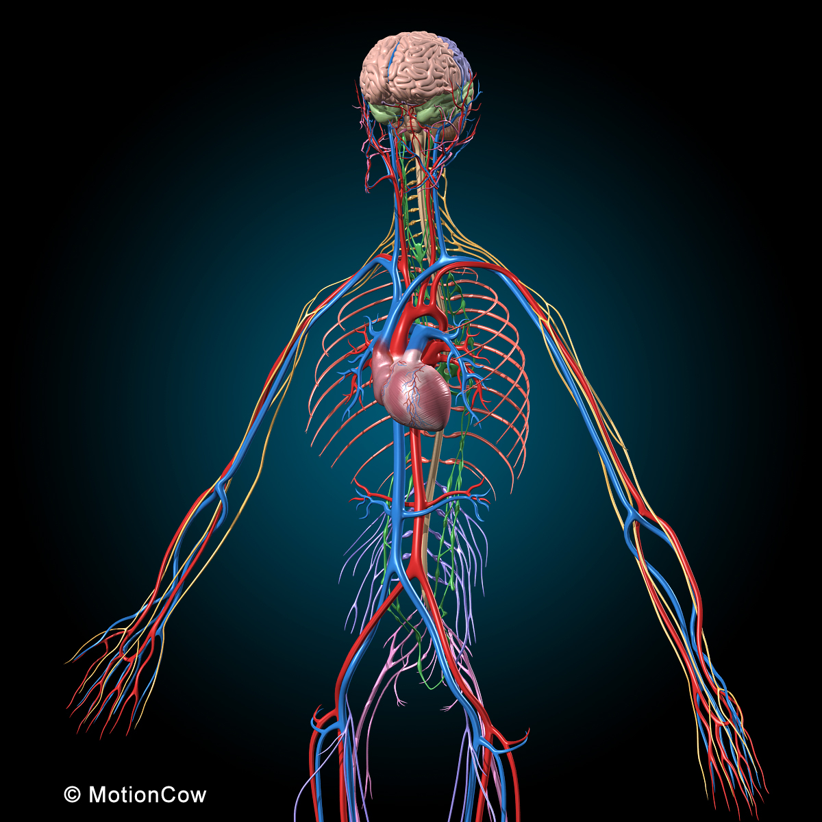 完整三维人体解剖图片