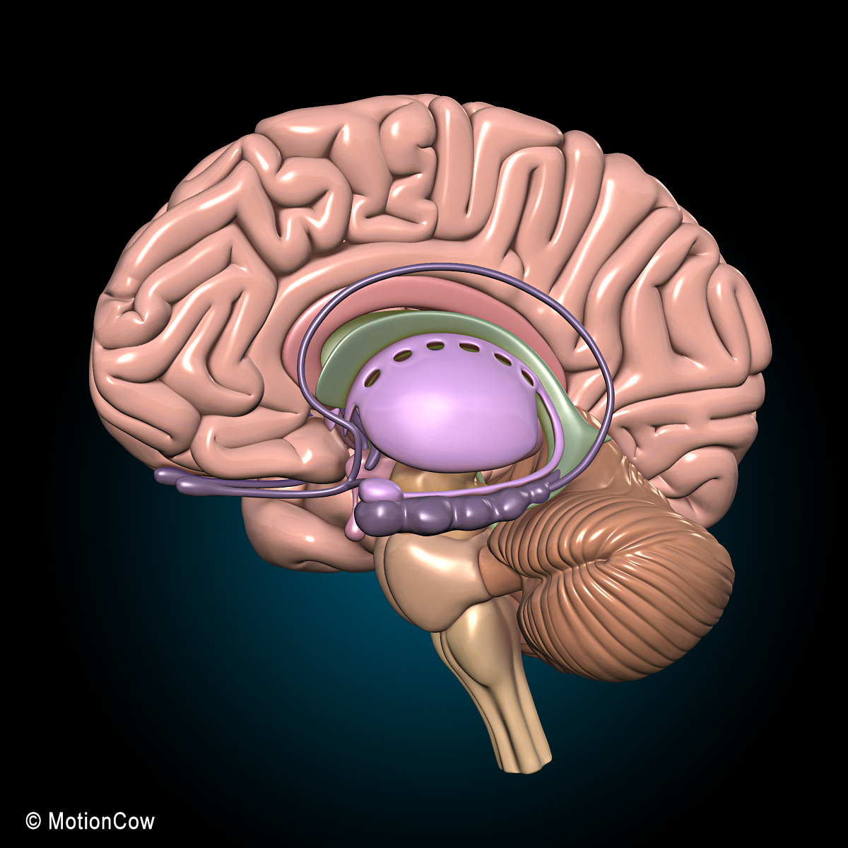 3d human anatomy ultimate