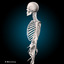 3d human anatomy ultimate