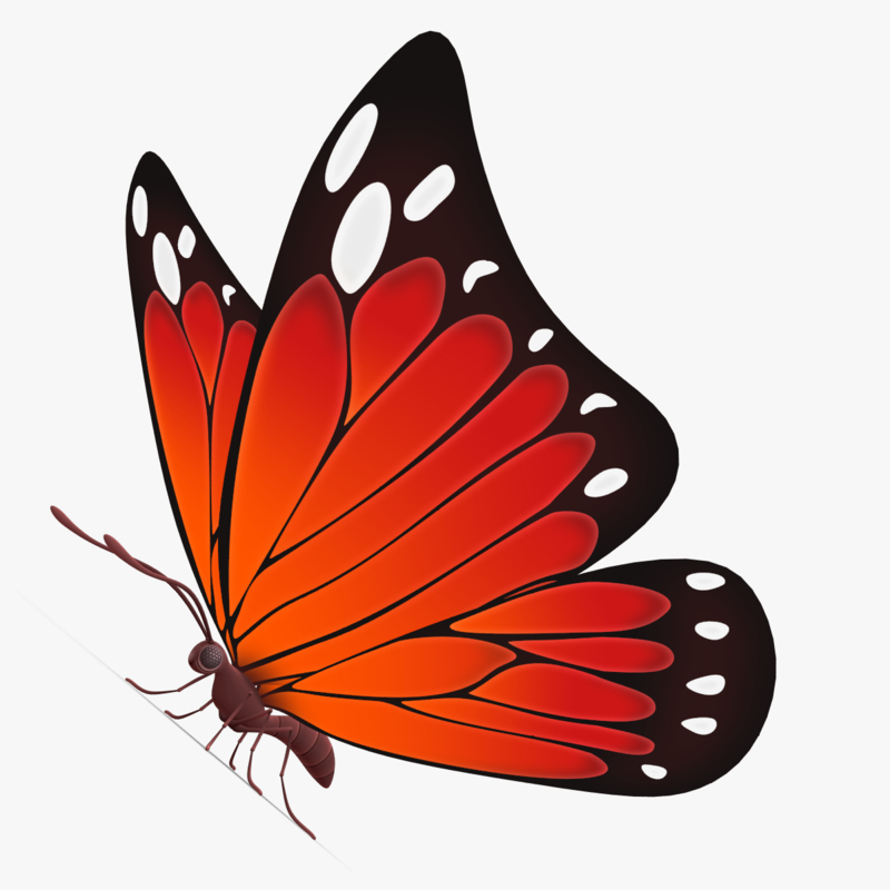 beautiful-butterfly-cartoon-3d-max