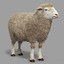 3d model sheep fur