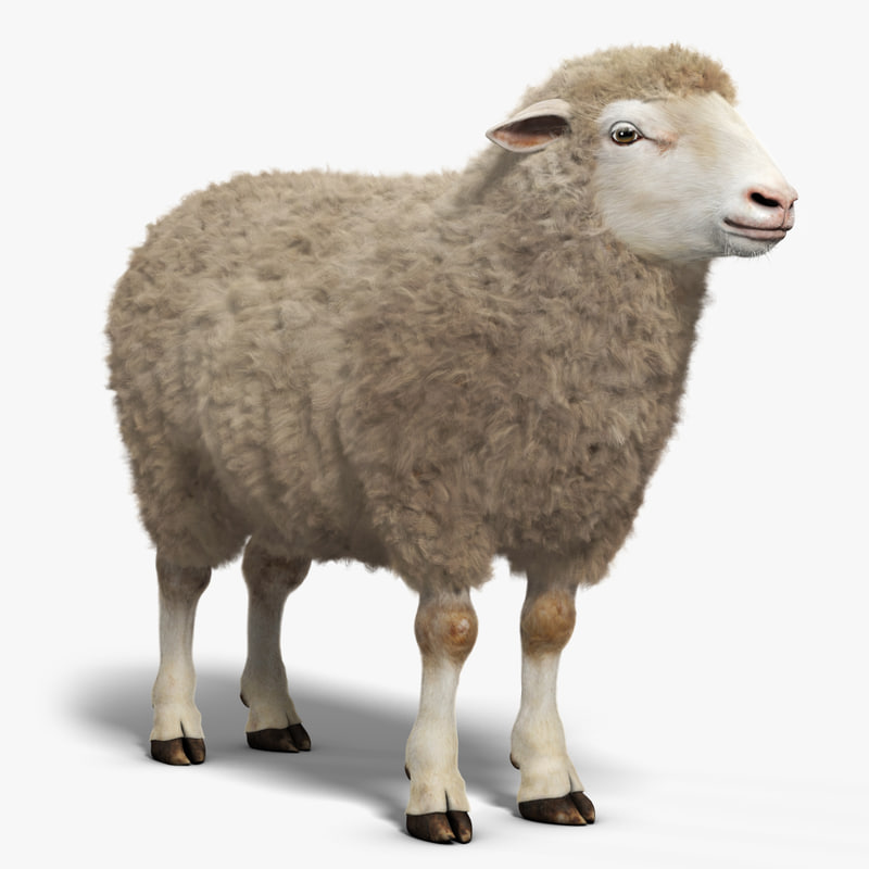 sheep free 3d blender model fur sheep model 3d