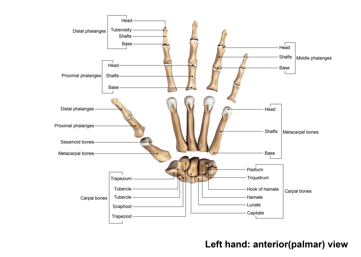 3d human skeleton model