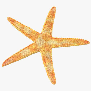 3d model of dried flat starfish