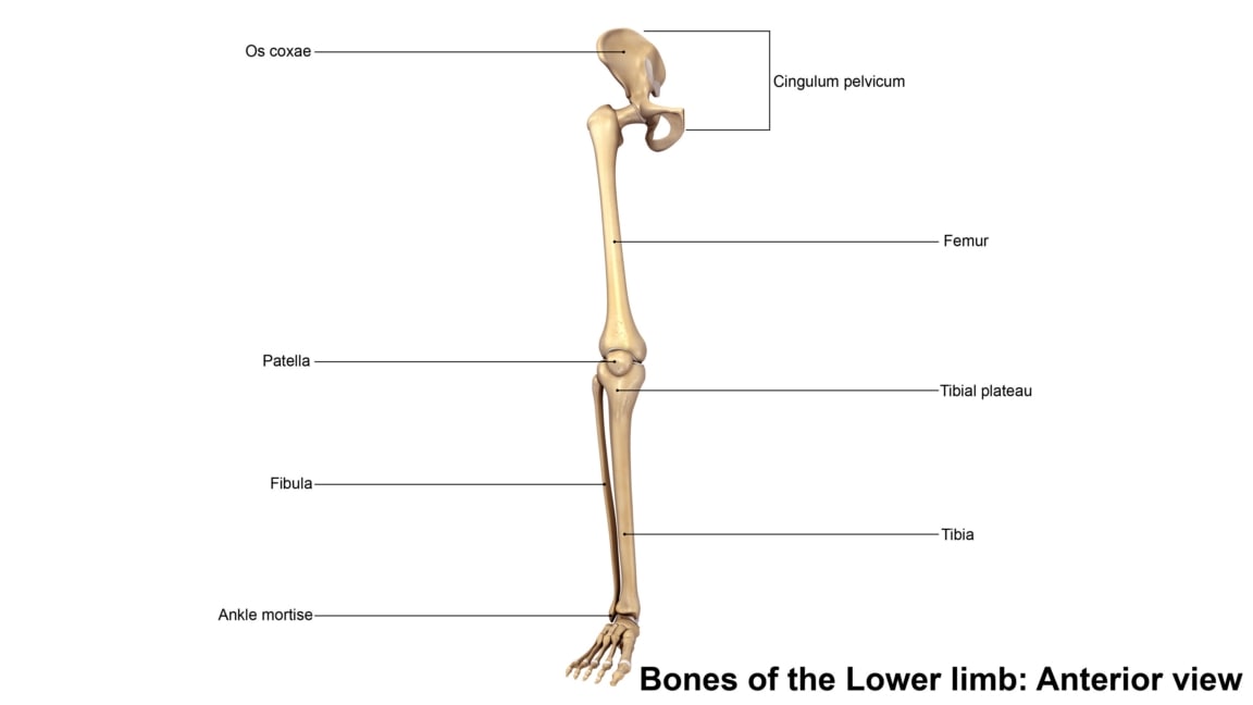 lower limbs 3d model