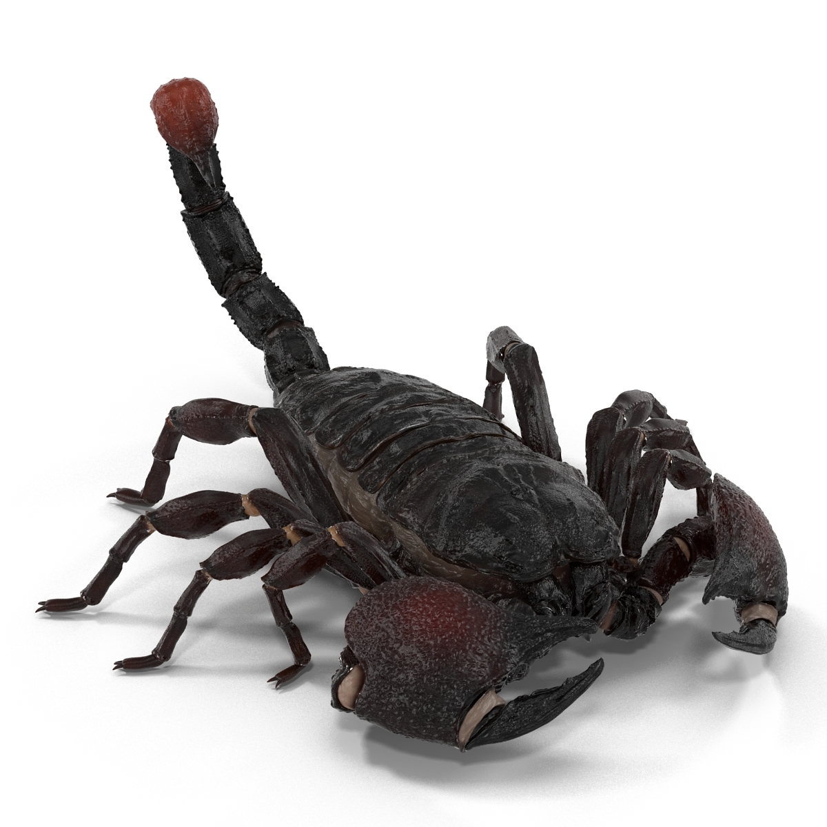 3d model black scorpion rigged