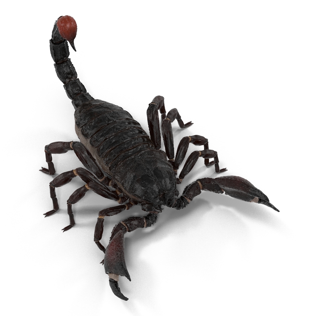 3d model black scorpion rigged