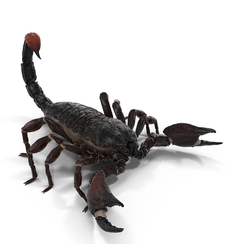 книжку – «скорпион». черный скорпион читать дзен. черный скорпион. эшли пелдон черный скорпион. черный скорпион фильм 2001.