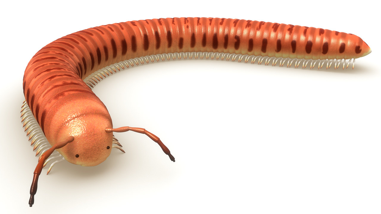 julus genus family obj