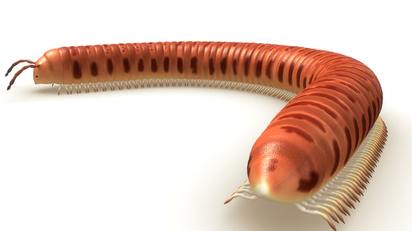 julus genus family obj