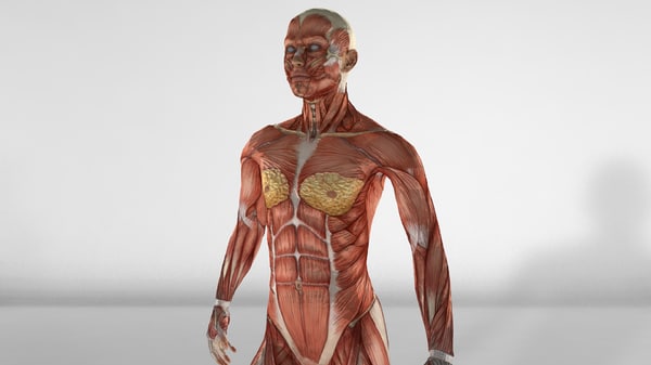 female muscular anatomy c4d