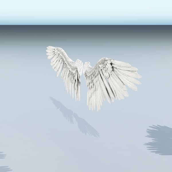 bird wing 3d model