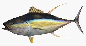 3d model yellowfin tuna fish