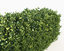 scatterable hedge 3d max