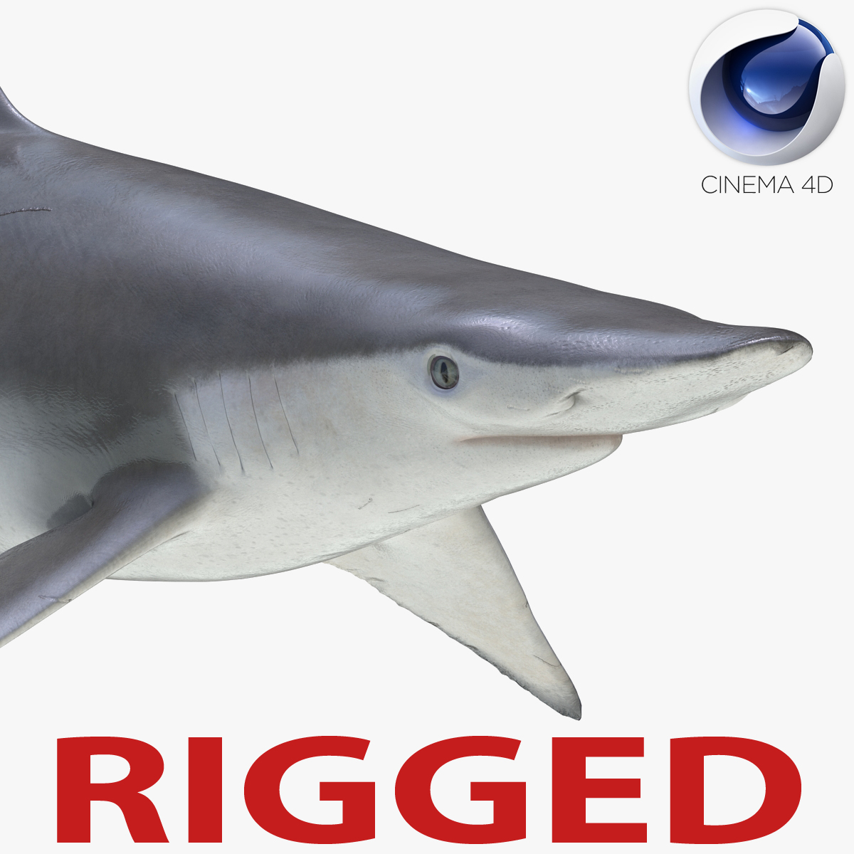 modelo 3d Spadenose Shark Rigged para Cinema 4D 3D Model - TurboSquid ...