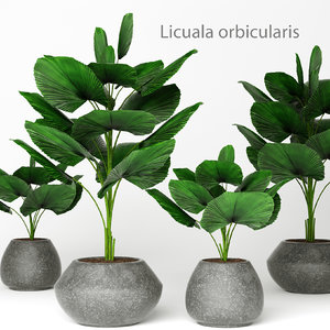 palm tree licuala orbicularis 3d max