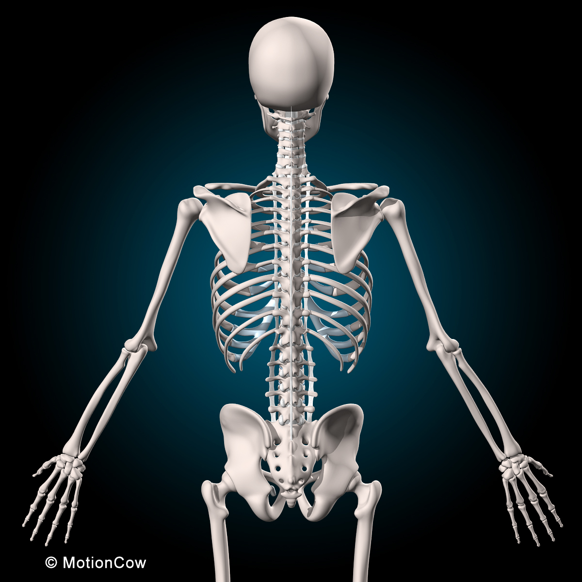 3d human rigged vertebrae skeleton model