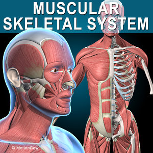 Turbosquid éducation 0_Muscles_Skeleton_A.jpg0BF9238A-C908-4214-B763-B00300928A23Res300