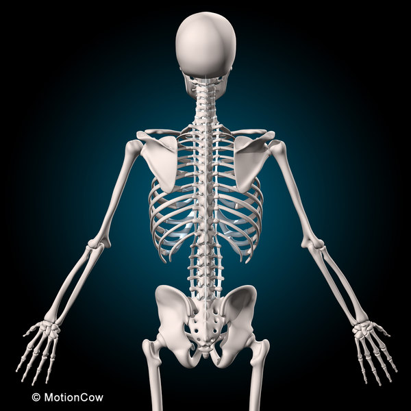 3d human vertebrae skeleton muscles anatomy model