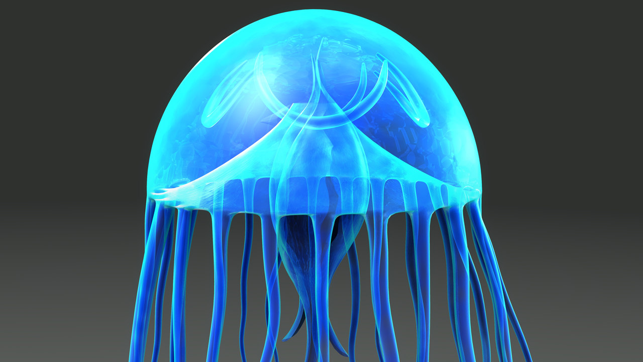 maya jellyfish jellies