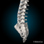 3d human vertebrae skeleton muscles anatomy model