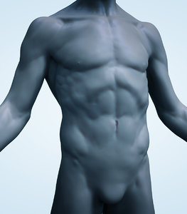 male torso 3d model