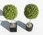 3d outdoor plants boxwood trees model